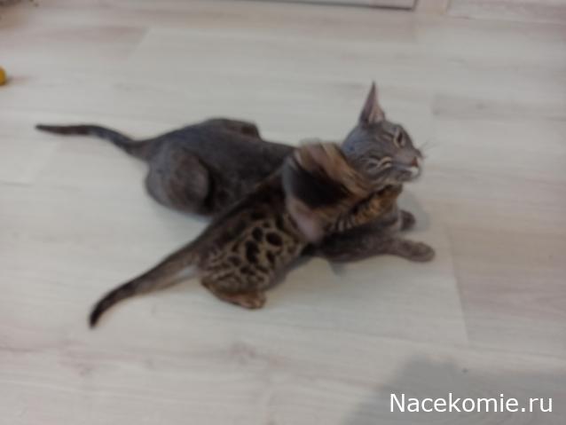 "Живой уголок"