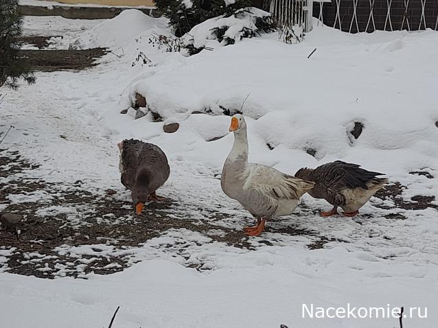 "Живой уголок"