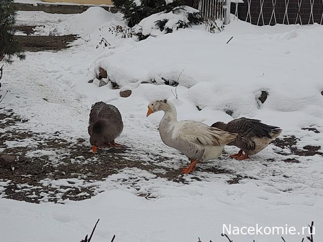 "Живой уголок"