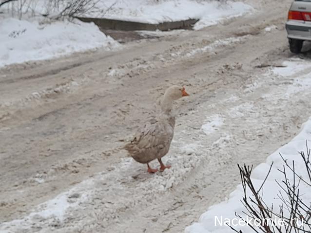 "Живой уголок"