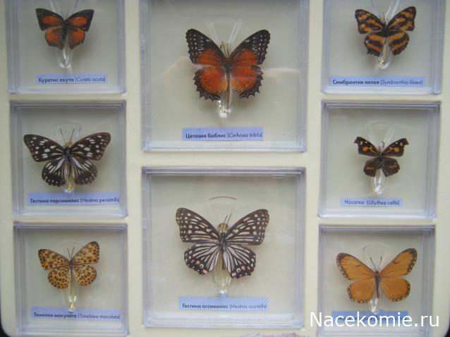 Коллекция Winnetoo