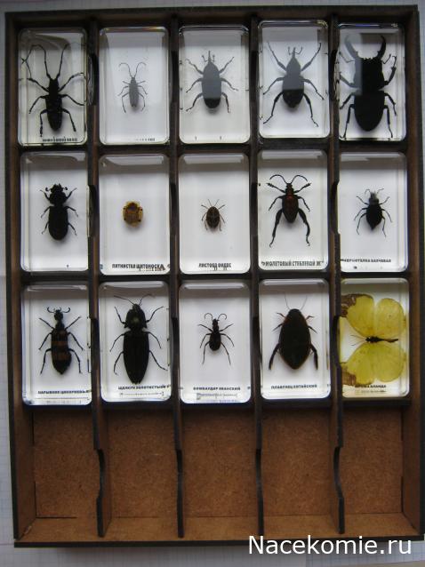 Коллекция Winnetoo