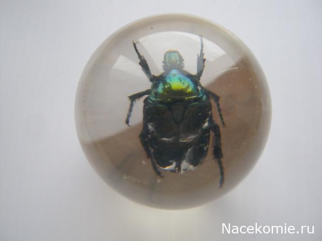 Коллекция Winnetoo