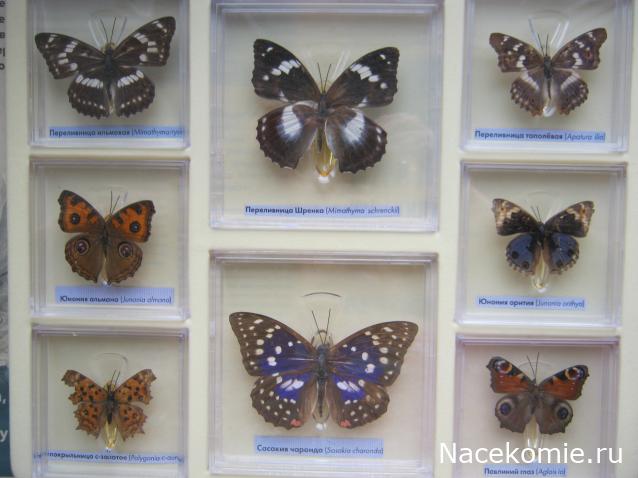 Коллекция Winnetoo