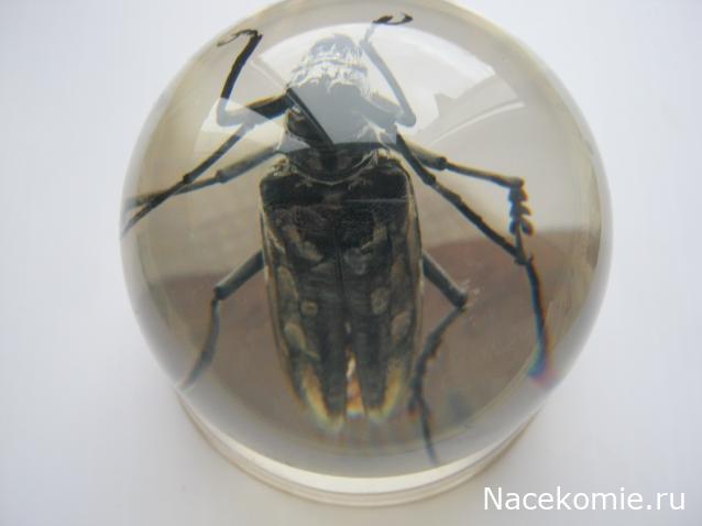 Коллекция Winnetoo