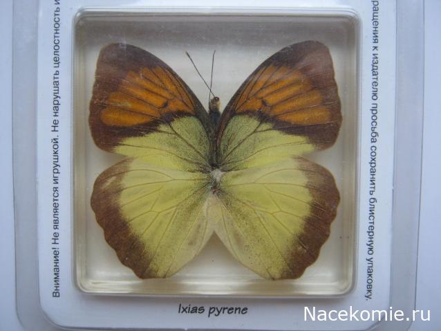 Коллекция Winnetoo