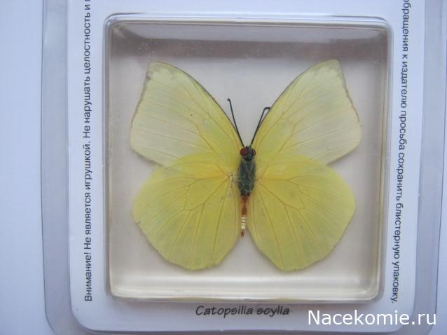 Коллекция Winnetoo