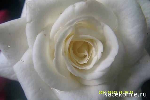 Праздник каждый день - поздравлялка Авторазделов