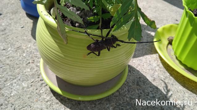 Фото насекомых (не из журнала)