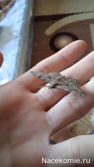Фото насекомых (не из журнала)
