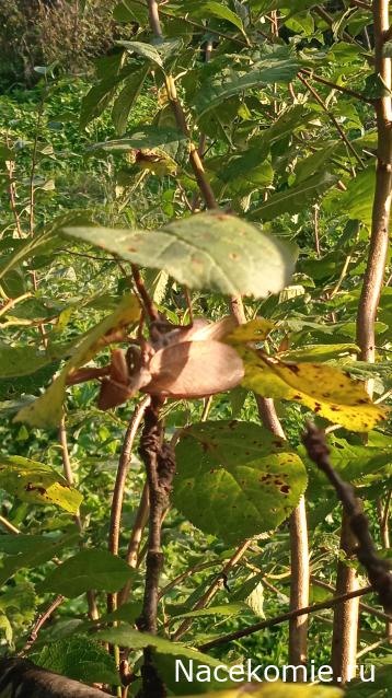 Фото насекомых (не из журнала)