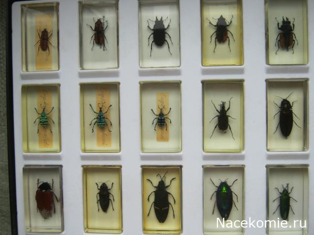 Коллекция Winnetoo