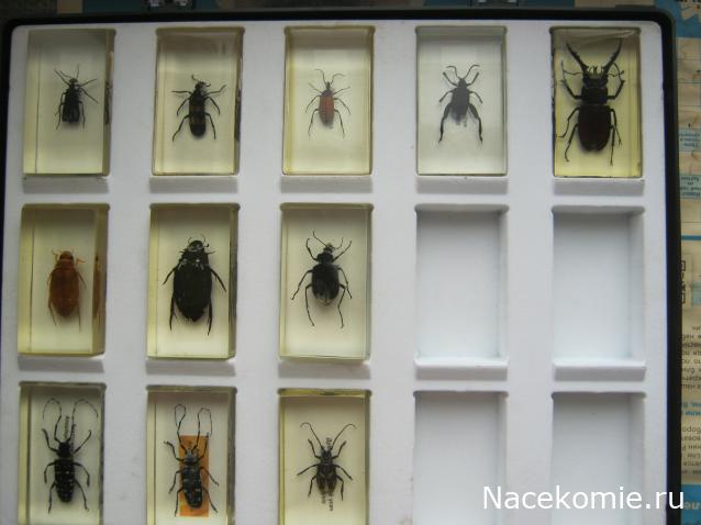 Коллекция Winnetoo