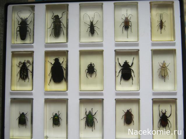 Коллекция Winnetoo