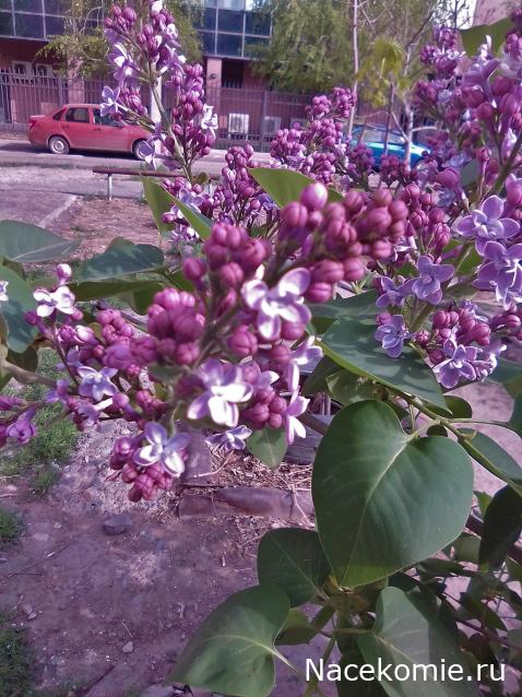 Тракторная болталка