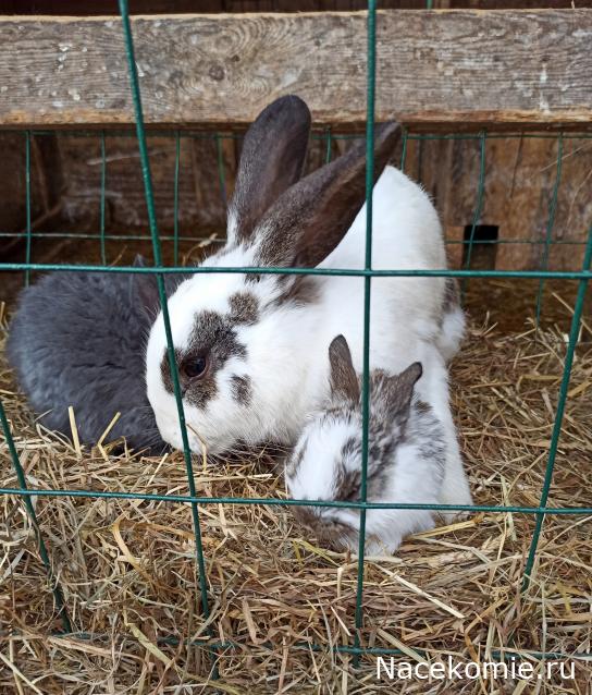 "Живой уголок"