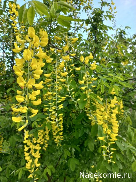 Тракторная болталка