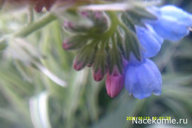 Eva1949 - Дом мечты-души моей воспоминания; 1Abrikoska - Мой гостеприимный дом