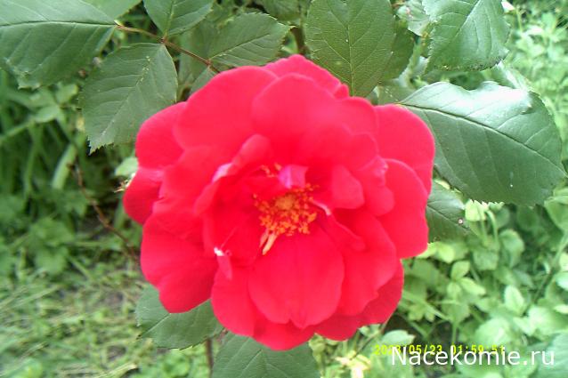 Eva1949 - Дом мечты-души моей воспоминания; 1Abrikoska - Мой гостеприимный дом