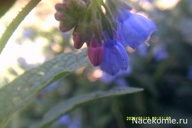 Eva1949 - Дом мечты-души моей воспоминания; 1Abrikoska - Мой гостеприимный дом