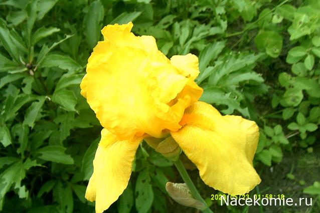 Eva1949 - Дом мечты-души моей воспоминания; 1Abrikoska - Мой гостеприимный дом