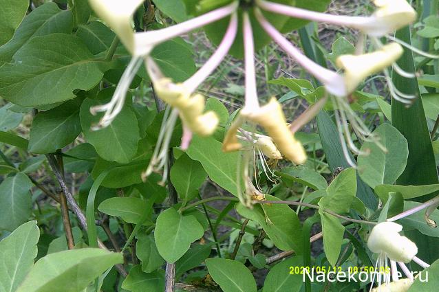 Eva1949 - Дом мечты-души моей воспоминания; 1Abrikoska - Мой гостеприимный дом