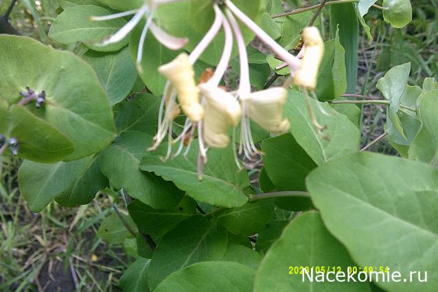 Eva1949 - Дом мечты-души моей воспоминания; 1Abrikoska - Мой гостеприимный дом