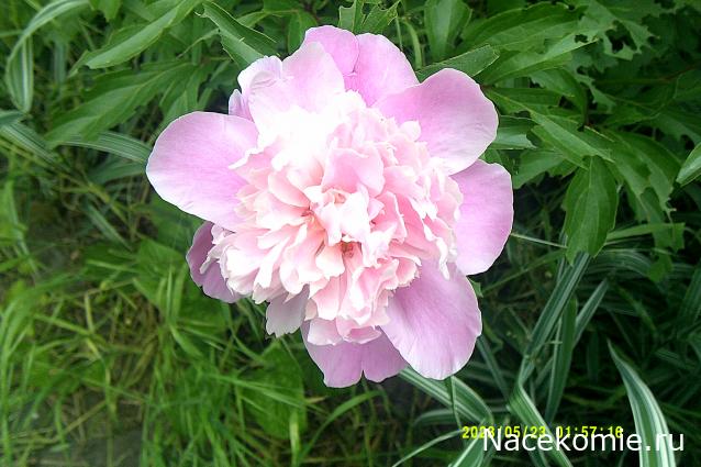 Eva1949 - Дом мечты-души моей воспоминания; 1Abrikoska - Мой гостеприимный дом