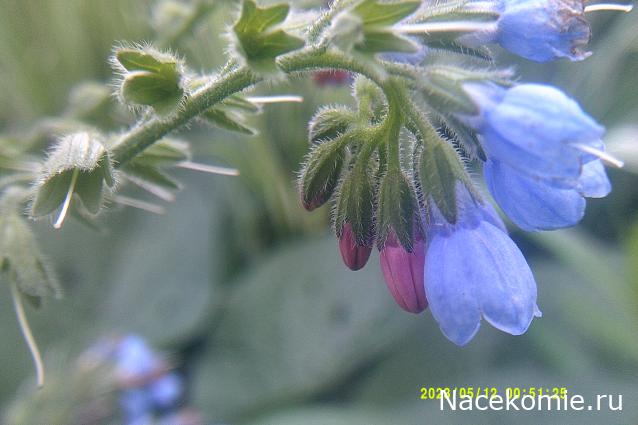 Eva1949 - Дом мечты-души моей воспоминания; 1Abrikoska - Мой гостеприимный дом