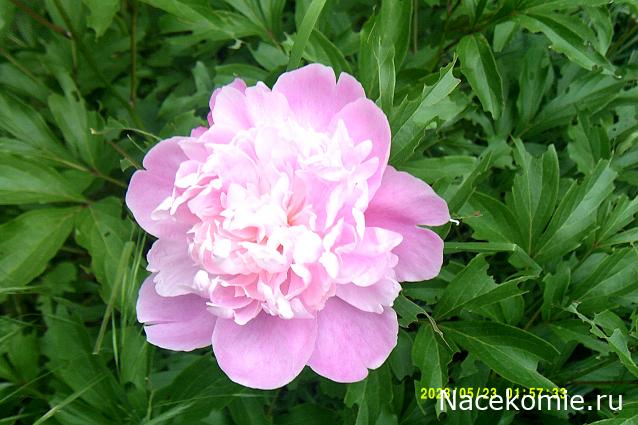 Eva1949 - Дом мечты-души моей воспоминания; 1Abrikoska - Мой гостеприимный дом