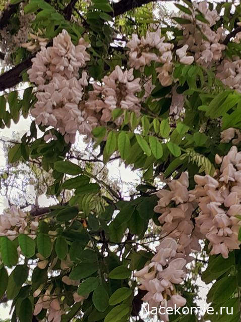 "Живой уголок"