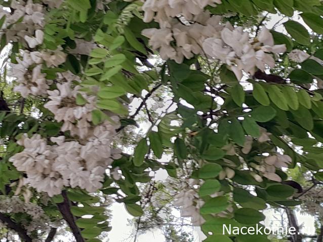 Eva1949 - Дом мечты-души моей воспоминания; 1Abrikoska - Мой гостеприимный дом