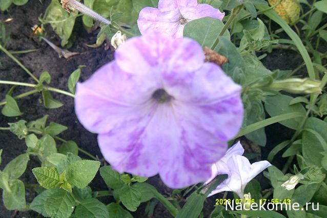 Eva1949 - Дом мечты-души моей воспоминания; 1Abrikoska - Мой гостеприимный дом