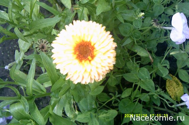 Eva1949 - Дом мечты-души моей воспоминания; 1Abrikoska - Мой гостеприимный дом