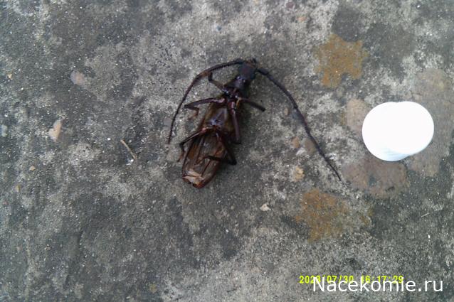 Eva1949 - Дом мечты-души моей воспоминания; 1Abrikoska - Мой гостеприимный дом