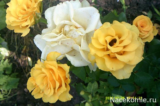 Eva1949 - Дом мечты-души моей воспоминания; 1Abrikoska - Мой гостеприимный дом