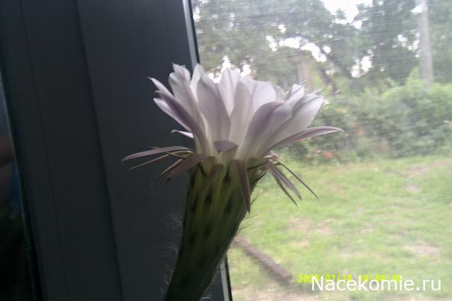 Праздник каждый день - поздравлялка Авторазделов