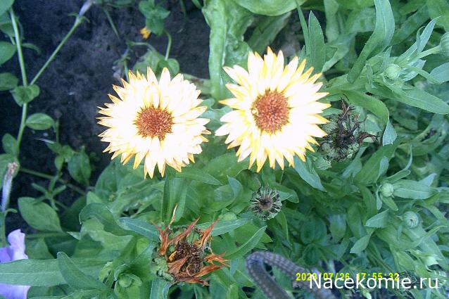 Eva1949 - Дом мечты-души моей воспоминания; 1Abrikoska - Мой гостеприимный дом