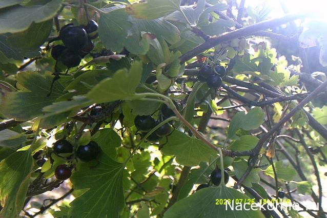 Eva1949 - Дом мечты-души моей воспоминания; 1Abrikoska - Мой гостеприимный дом