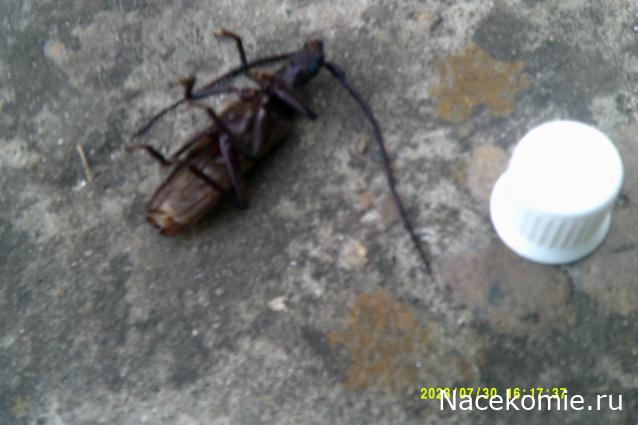 Eva1949 - Дом мечты-души моей воспоминания; 1Abrikoska - Мой гостеприимный дом