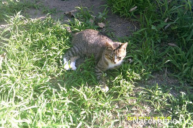 Eva1949 - Дом мечты-души моей воспоминания; 1Abrikoska - Мой гостеприимный дом