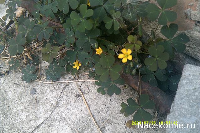 Eva1949 - Дом мечты-души моей воспоминания; 1Abrikoska - Мой гостеприимный дом