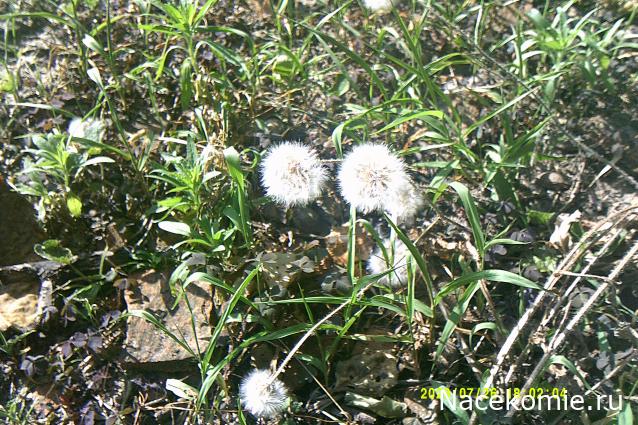 Eva1949 - Дом мечты-души моей воспоминания; 1Abrikoska - Мой гостеприимный дом