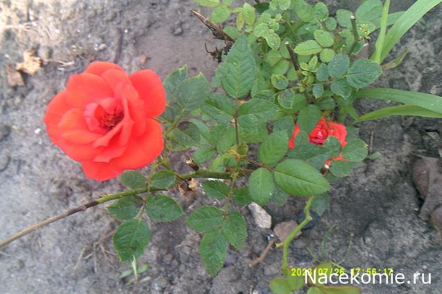 Eva1949 - Дом мечты-души моей воспоминания; 1Abrikoska - Мой гостеприимный дом