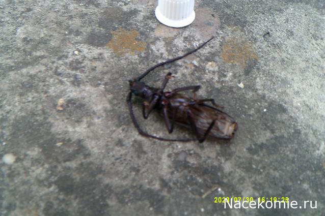 Eva1949 - Дом мечты-души моей воспоминания; 1Abrikoska - Мой гостеприимный дом