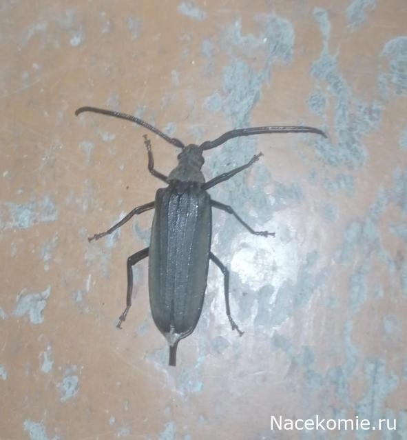 Фото насекомых (не из журнала)
