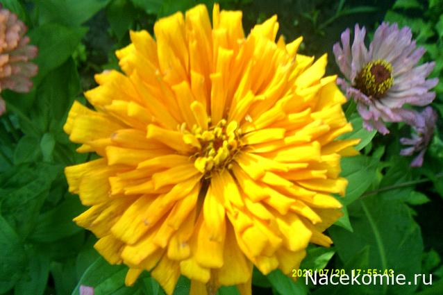 Праздник каждый день - поздравлялка Авторазделов