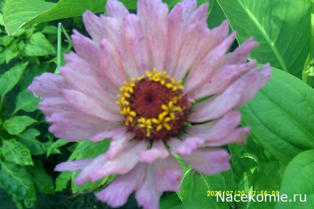 Праздник каждый день - поздравлялка Авторазделов