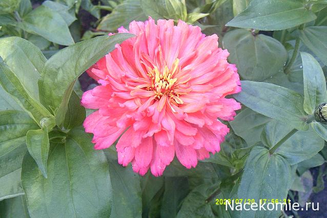 Праздник каждый день - поздравлялка Авторазделов