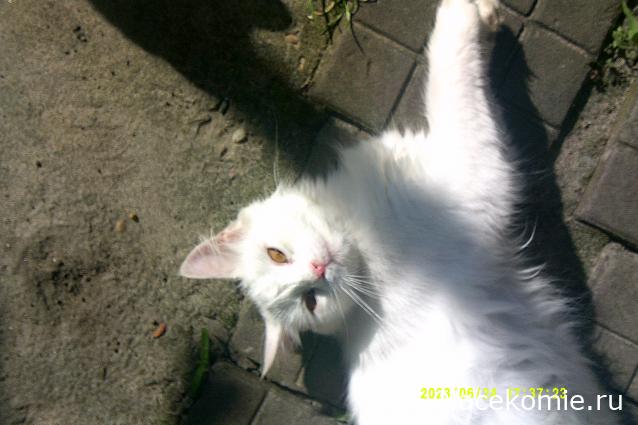 Eva1949 - Дом мечты-души моей воспоминания; 1Abrikoska - Мой гостеприимный дом